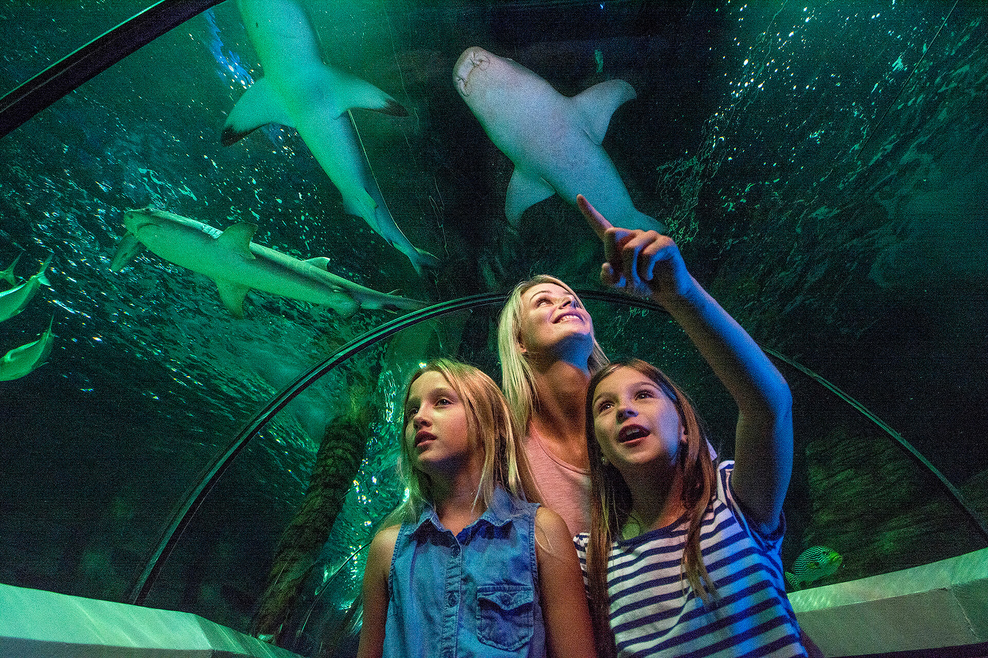 Mother and daughters viewing sharks in the underwater tunnel at SeaLife Aquarium Sunshine Coast