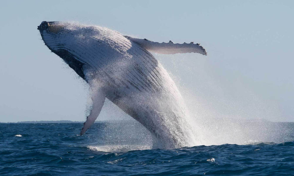 Humback Whale breaching on a Adventure Rafting Tour